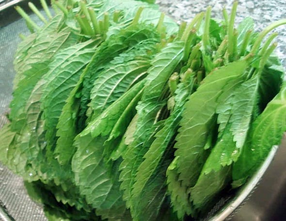 perilla leaves