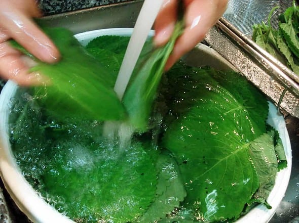 washing perilla leaves